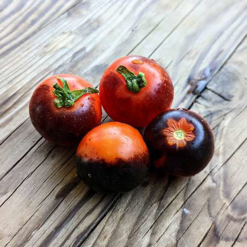 Crow's Eye Micro Dwarf Tomato