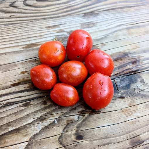 Bunny Kisses Micro Dwarf Tomato