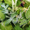 Fuzzy Baby Micro Dwarf Tomato