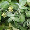 Fuzzy Baby Micro Dwarf Tomato