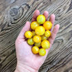 Gourmandise Yellow Micro Dwarf Tomato