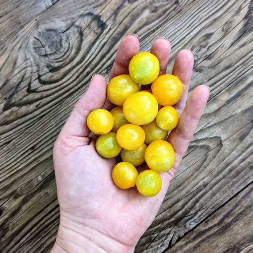 Gourmandise Yellow Micro Dwarf Tomato