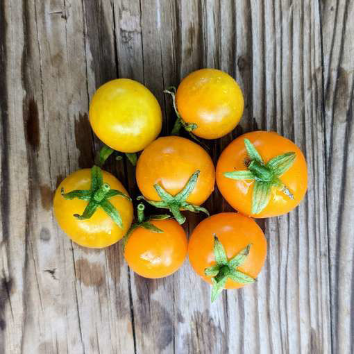 Imola Micro Dwarf Tomato