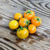 Imola Micro Dwarf Tomato