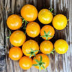 Jochalos Micro Dwarf Tomato