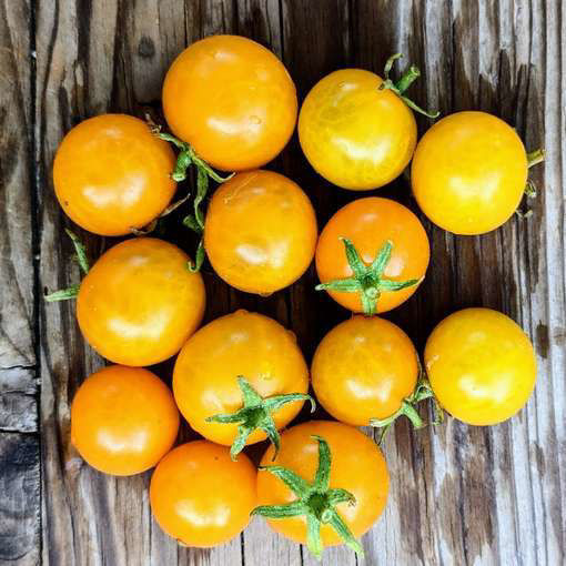 Jochalos Micro Dwarf Tomato