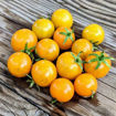 Jochalos Micro Dwarf Tomato