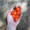 Little Mo Micro Dwarf Tomato