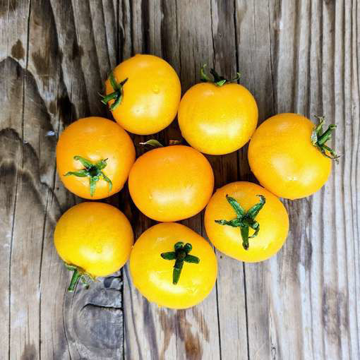 Little Moon Micro Dwarf Tomato