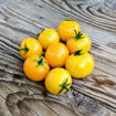 Little Moon Micro Dwarf Tomato