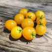 Little Moon Micro Dwarf Tomato