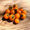 Micro Gemma Micro Dwarf Tomato