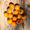 Micro Gemma Micro Dwarf Tomato