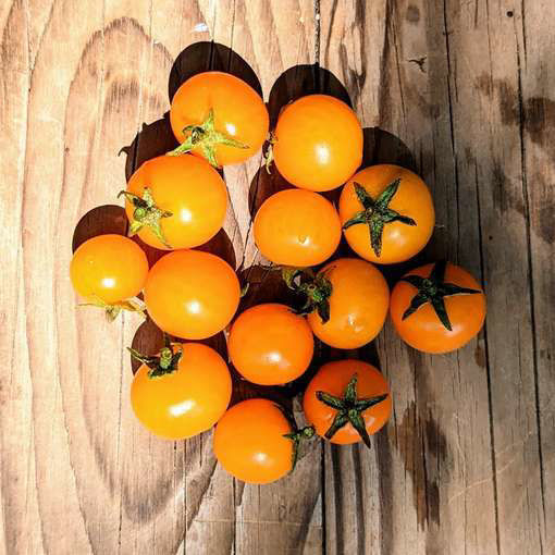Micro Gemma Micro Dwarf Tomato