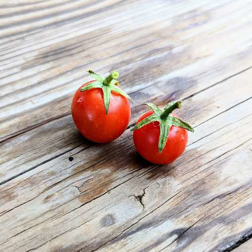 Micro Tina Micro Dwarf Tomato