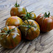 Pa´s Pride Micro Dwarf Tomato