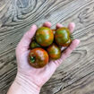 Pa´s Pride Micro Dwarf Tomato