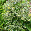 Pa´s Pride Micro Dwarf Tomato