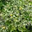 Pa´s Pride Micro Dwarf Tomato