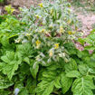 Pa´s Pride Micro Dwarf Tomato
