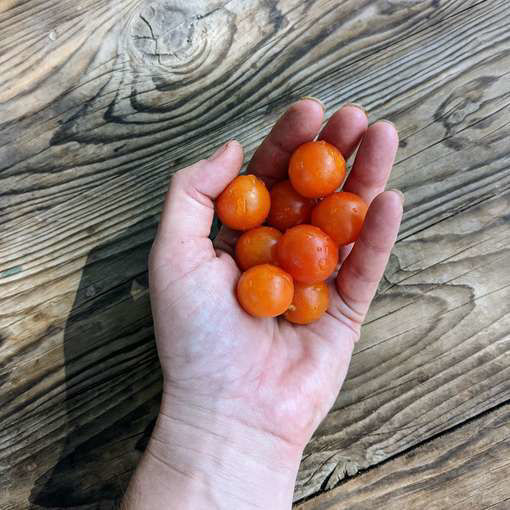 Pearl Tcheque Micro Dwarf Tomato