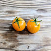 Pinocchio Orange Micro Dwarf Tomato