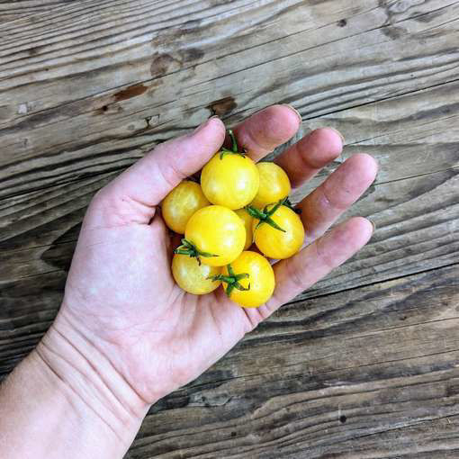 Primagold Micro Dwarf Tomato