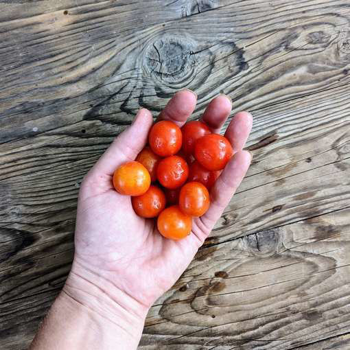 Sweet Berry Micro Dwarf Tomato