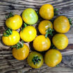 Purple Boy Green Micro Dwarf Tomato