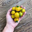 Purple Boy Green Micro Dwarf Tomato