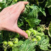 Purple Boy Green Micro Dwarf Tomato