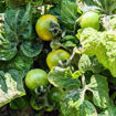 Purple Boy Green Micro Dwarf Tomato