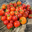 Tiny Tim Micro Dwarf Tomato
