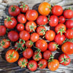 Tiny Tim Micro Dwarf Tomato