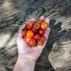 Tiny Tim Micro Dwarf Tomato