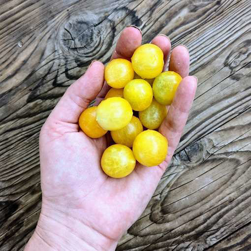 Window Box Yellow Tomato-Meraki Seeds