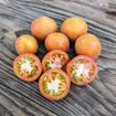 Woolly Zwerg Micro Dwarf Tomato