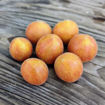Woolly Zwerg Micro Dwarf Tomato