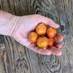 Woolly Zwerg Micro Dwarf Tomato