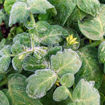Woolly Zwerg Micro Dwarf Tomato