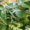 Woolly Zwerg Micro Dwarf Tomato