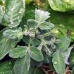 Woolly Zwerg Micro Dwarf Tomato
