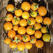 Yellow Pigmy Micro Dwarf Tomato