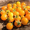 Yellow Pigmy Micro Dwarf Tomato
