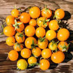 Yellow Pigmy Micro Dwarf Tomato