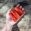 Auria Mini Dwarf Tomato