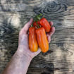 Auria Mini Dwarf Tomato