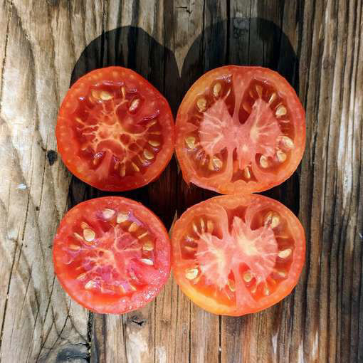 Kootenai Mini Dwarf Tomato
