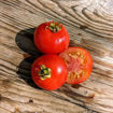 Tatiana's Russian Patio Dwarf Mini Dwarf Tomato