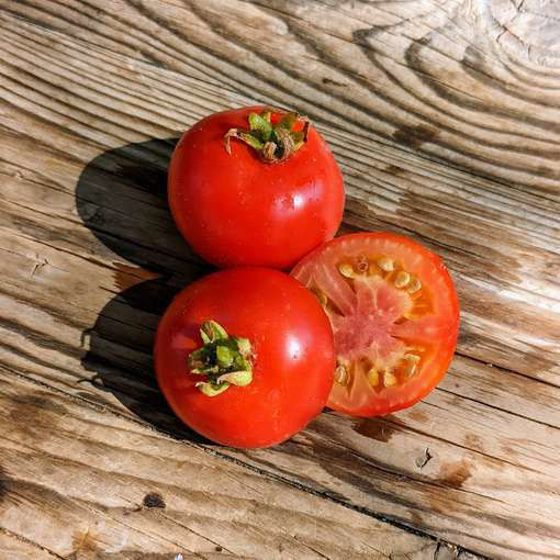 Tatiana's Russian Patio Dwarf Mini Dwarf Tomato